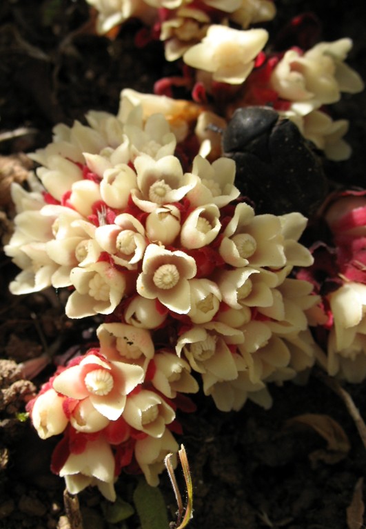 Cytinus ruber / Ipocisto rosso